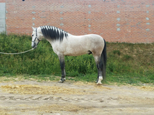 Caballo tordo pre