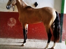 Caballo bayo pre