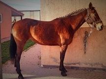 se vende yegua CDE