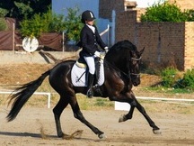 Caballo pre 8 años