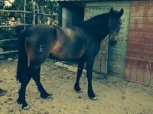 SE VENDE YEGUA Y POTRA PRE ESCALERA