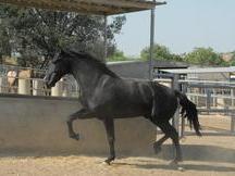 Caballo PRE negro montado / domado