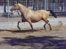 YEGUAS PRE (IMPULSION)