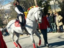 caballo PRE TORDO