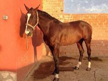 Caballo cruzado 7 años