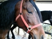 venta caballo pre