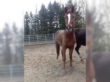 3 años de edad del caballo