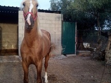Caballo perla lusitano 