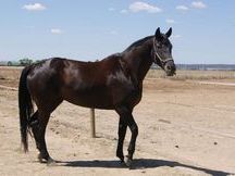 Yegua CDE negra