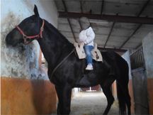 yegua capa negra