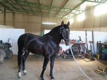 Caballo pre 4 años