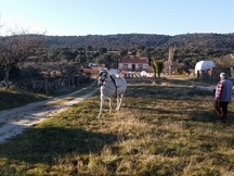 Se Vende Caballo