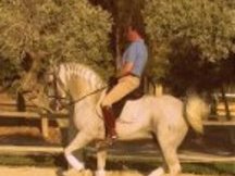 caballo con el hierro de Ferrer Rovira