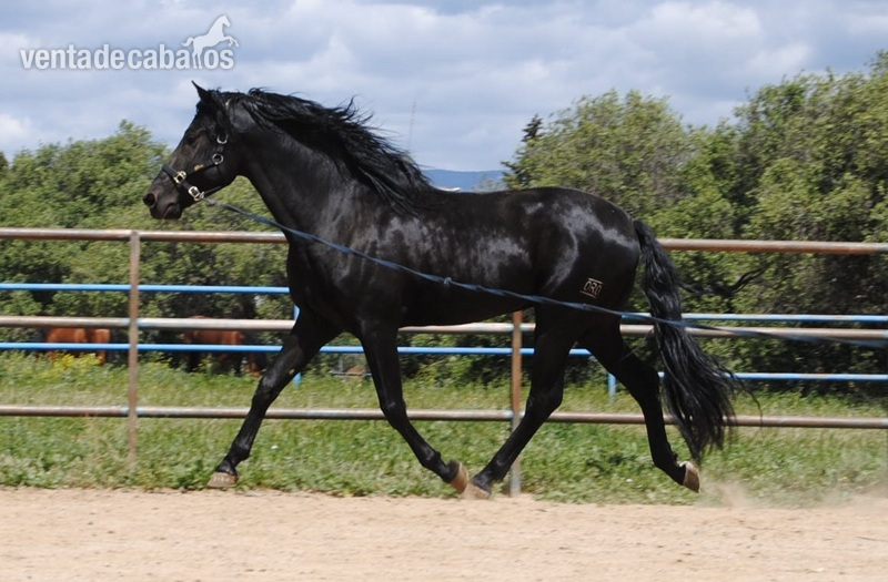 Andaluz {TYPE}