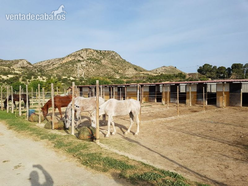 Hípicas y establos en venta - VENTA INSTALACIONES HIPICAS in Aspe