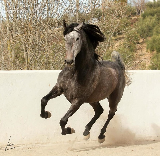 Caballos Pura Raza Española (P.R.E.) Pura Raza Española - P.R.E, Negro , morfológico, barroco, doma