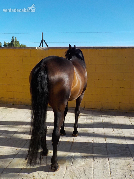 Vendo Caballo Español in 