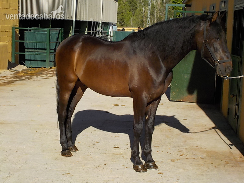 Caballos Pura Raza Española (P.R.E.) Pura Raza Española - Vendo Caballo Español