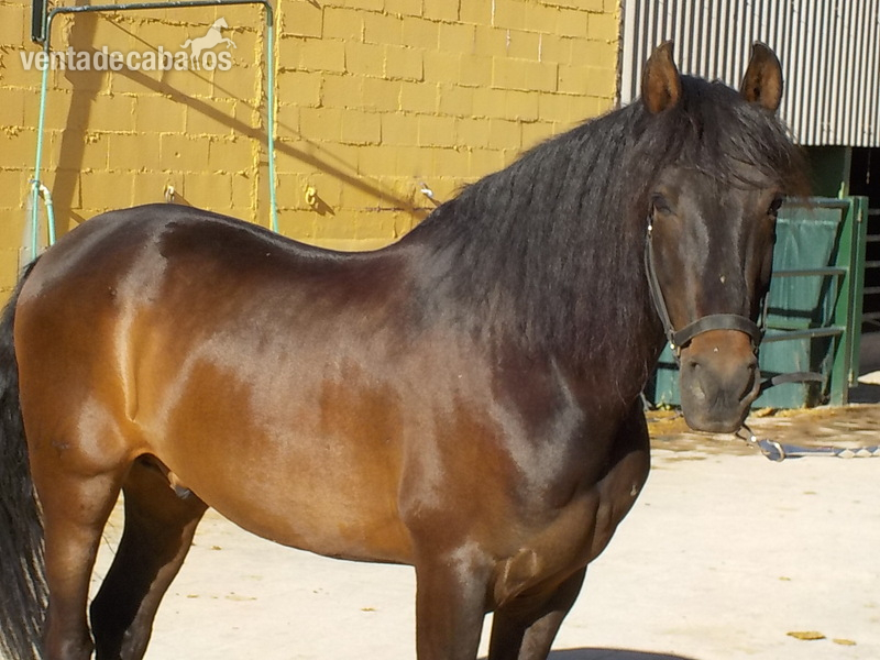 Vendo Caballo Español - Caballos Pura Raza Española (P.R.E.) Pura Raza Española