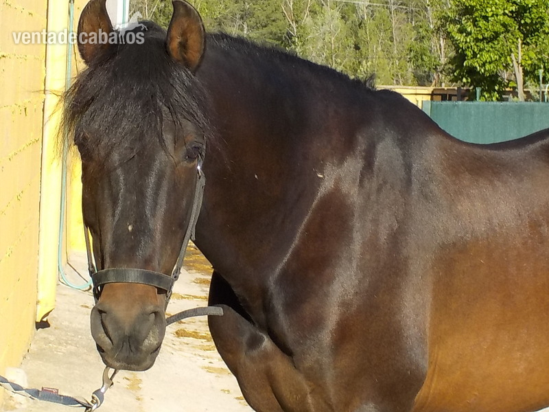 Vendo Caballo Español - Pura Raza Española