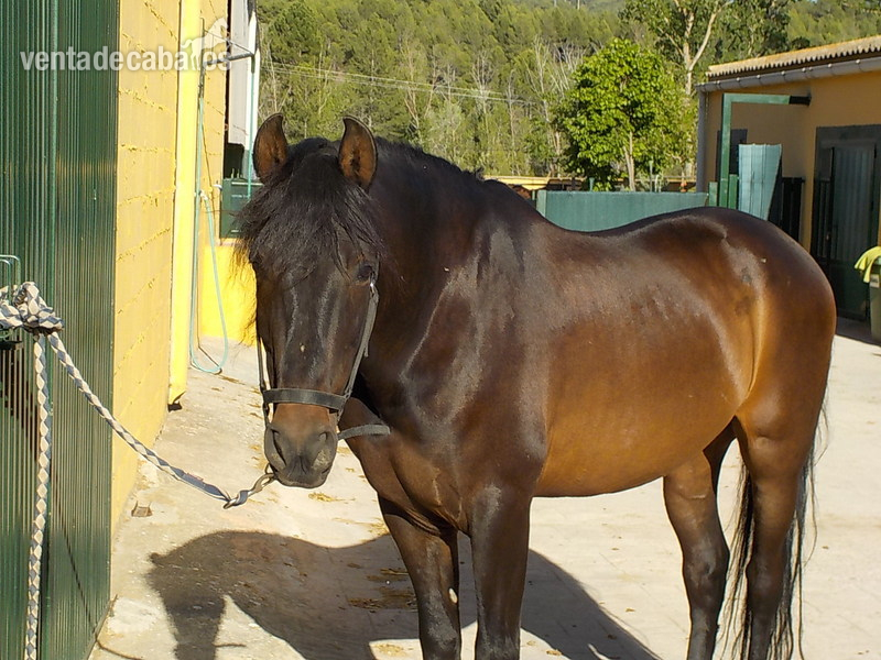 Vendo Caballo Español - Caballos Pura Raza Española (P.R.E.)