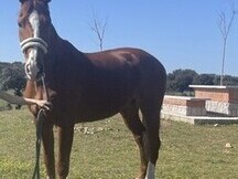 Caballo Hannoveriano Doma Clásica