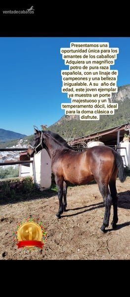 pre 1 año in 