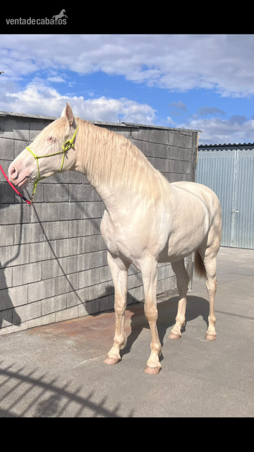 Caballos Pura Raza Española (P.R.E.) EMPTY - Vendo yegua PRE