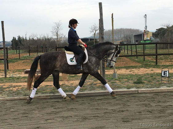 Variedad de caballos a la venta - Caballos Capados Cruzado