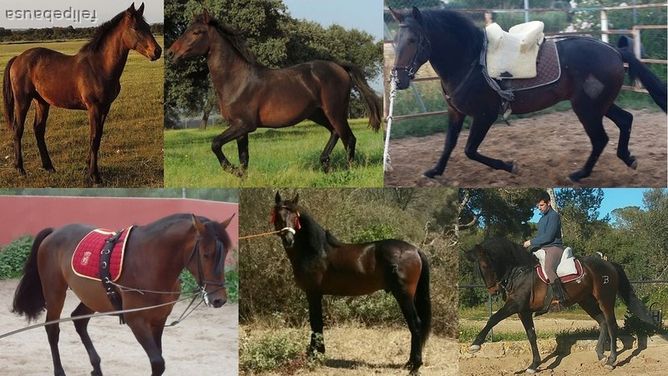 Venta semental hispano-árabe in 