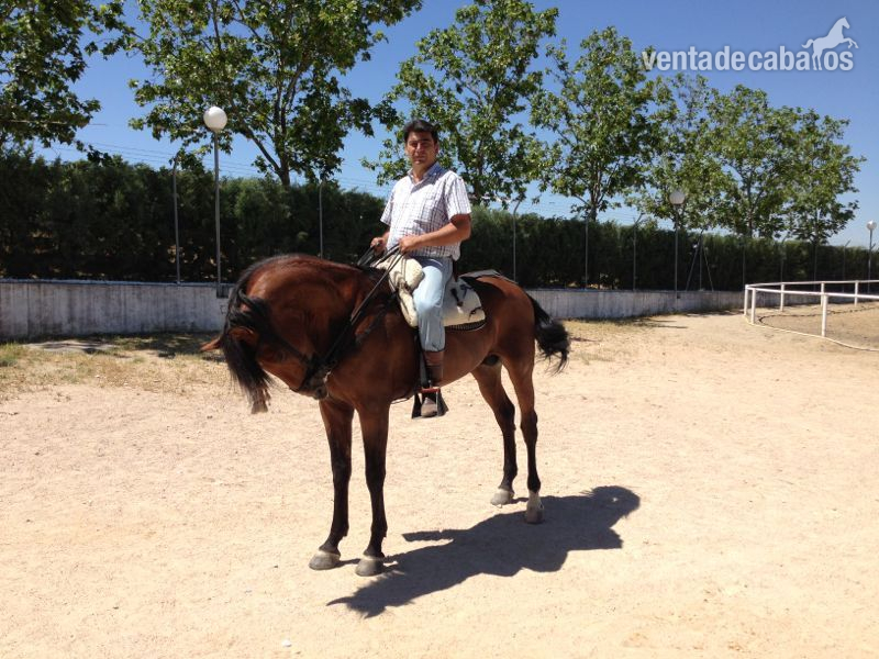 caballo de deporte español in 