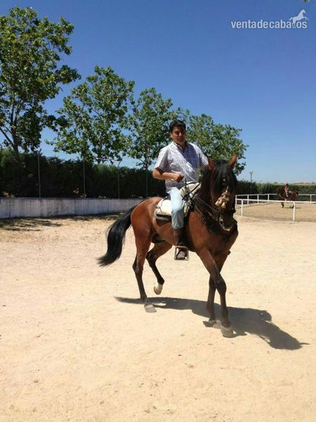 Caballo de Deporte Español (CDE)