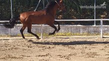 Caballo de Deporte Español (CDE) {TYPE}