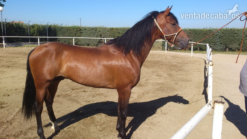Caballos Capados Caballo de Deporte Español (CDE) - caballo de deporte español