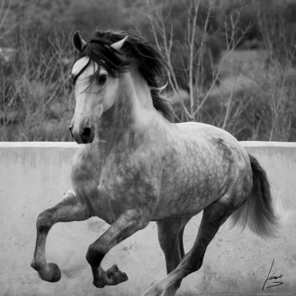Caballos Pura Raza Española (P.R.E.) Pura Raza Española - P.R.E, BARROCO , CONCURSO 
