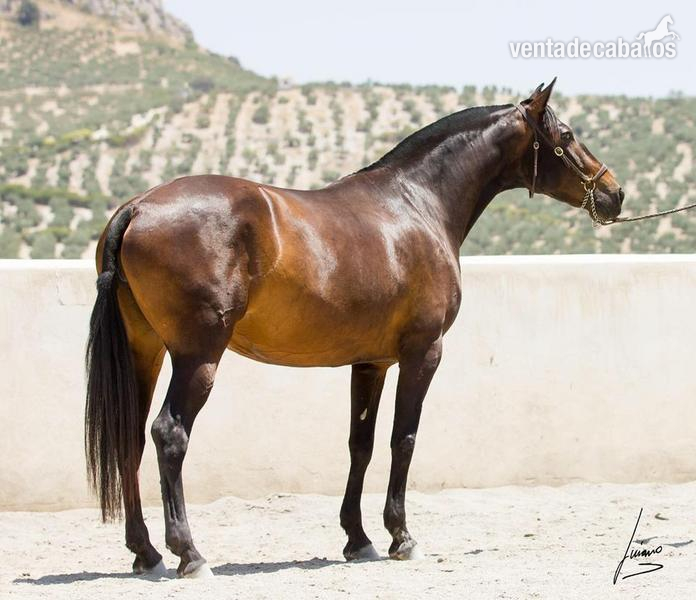 P.R.E, BARROCO , CONCURSO  - Caballos Pura Raza Española (P.R.E.) Pura Raza Española