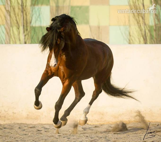 P.R.E, BARROCO , CONCURSO  - Caballos Pura Raza Española (P.R.E.)