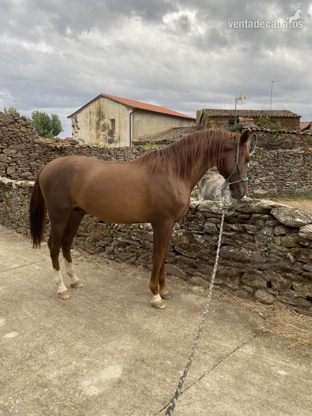 Lote potros P.R.E in 