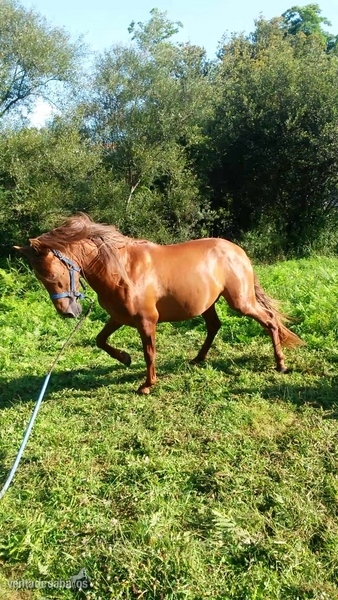 caballo PRE alazan in 