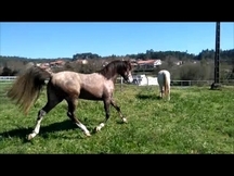 Caballo Hispano-árabe 50%