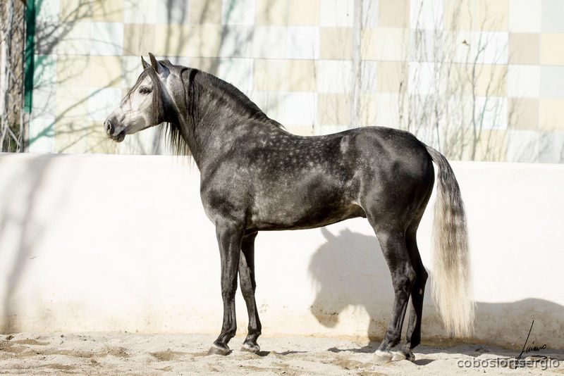 Caballos Pura Raza Española (P.R.E.) Pura Raza Española - PRe ,barro concurso doma 