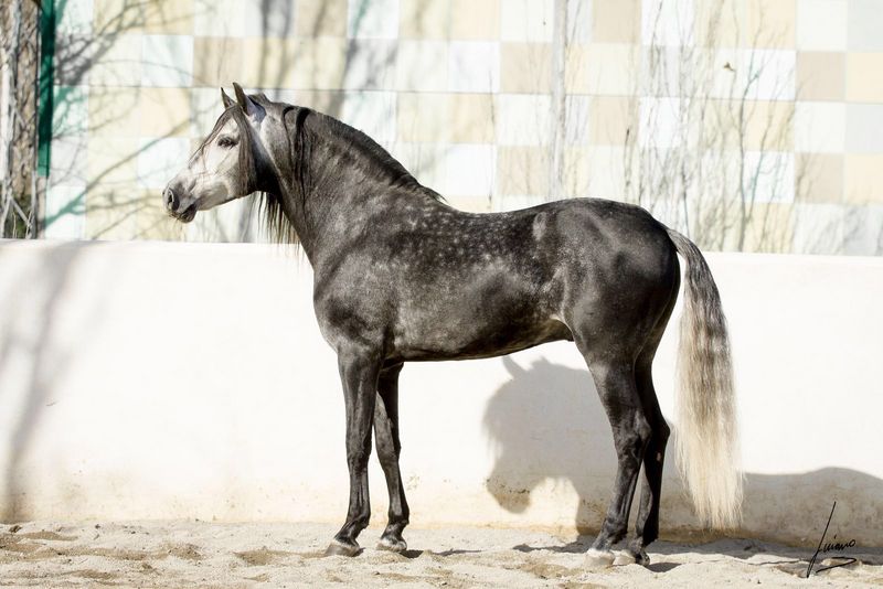 Caballos Pura Raza Española (P.R.E.) Pura Raza Española - PRe ,barro concurso doma 