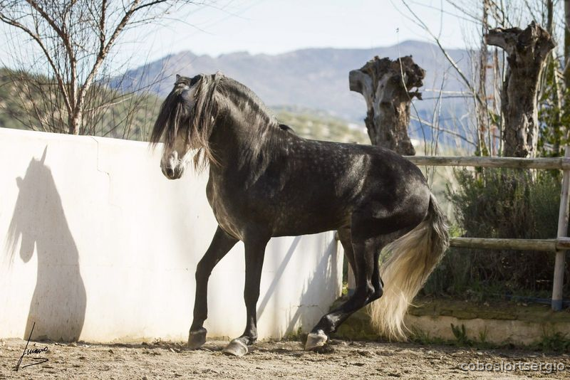 PRe ,barro concurso doma  - Caballos Pura Raza Española (P.R.E.) Pura Raza Española