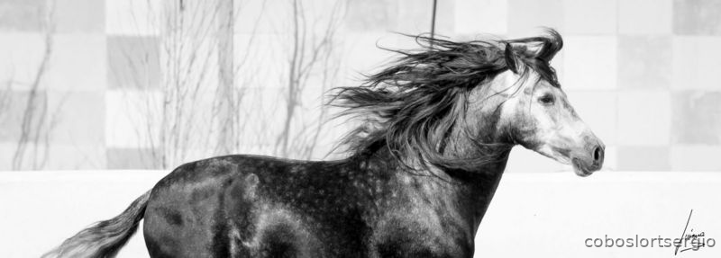 PRe ,barro concurso doma  - Caballos Pura Raza Española (P.R.E.)