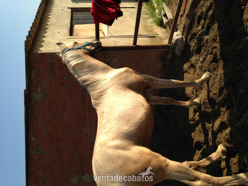 Potro PRE Palomino in 