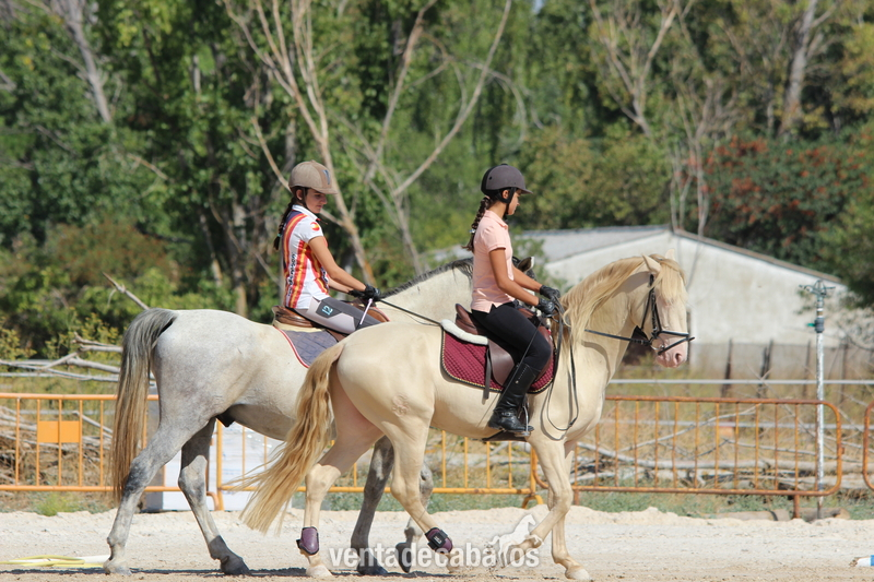 VENDO CABALLOS Y PONIS POR CIERRE DE ESCUELA in 