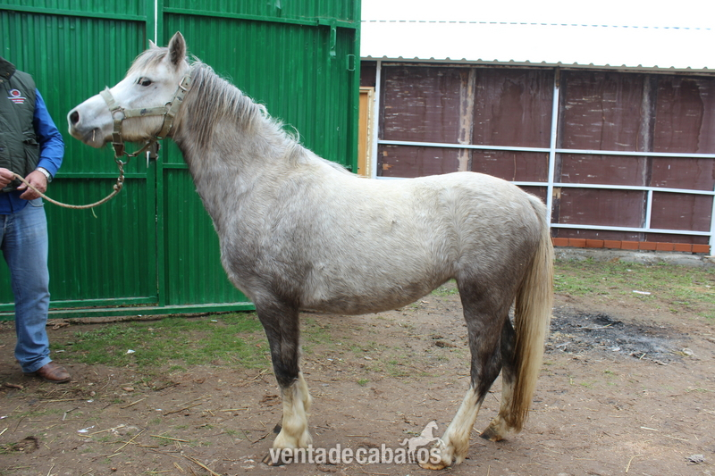 Poni Welsh