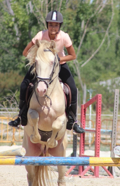 Poni Welsh {TYPE}