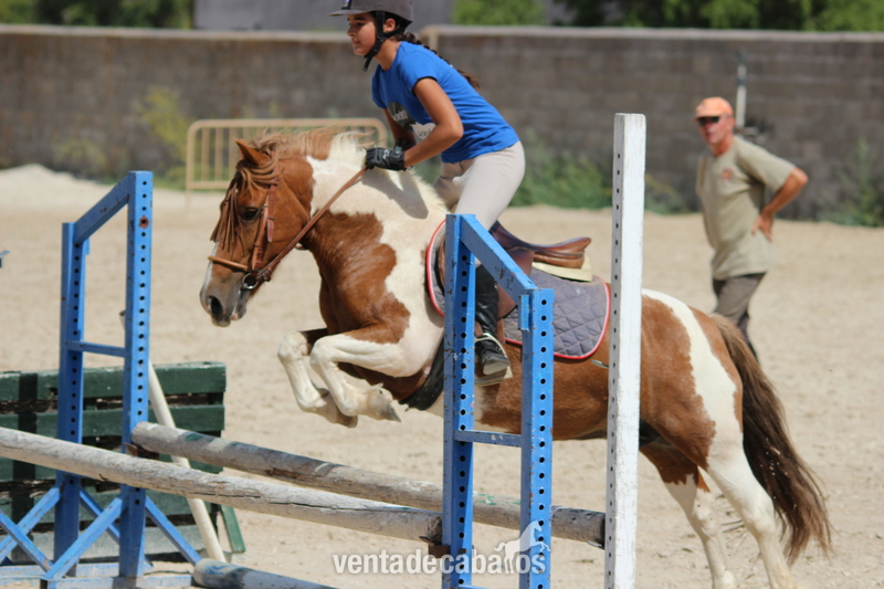 Ponis Pony Club Poni Welsh - VENDO CABALLOS Y PONIS POR CIERRE DE ESCUELA