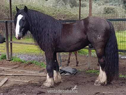 Irish cob puro in 
